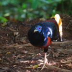 Bornean Crested Fireback (image by Wayne Paes)