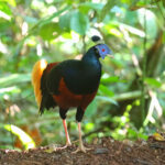 Bornean Crested Fireback (image by Wayne Paes)