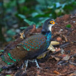 Bornean Peacock-Pheasant (image by Wayne Paes)