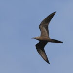 Brown Noddy, Samoa (image by János Oláh)