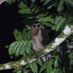 Brown Wood Owl (image by Yeo Siew Teck)
