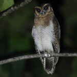 Brown Wood Owl (image by Yeo Siew Teck)