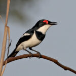 Brown-throated Wattle-eye (image by Phillip Edwards)