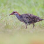 Buff-banded Rail, Samoa (image by János Oláh)