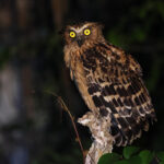 Buffy Fish Owl (image by Yeo Siew Teck)