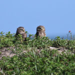 Burrowing Owl (image by Fito Downs)