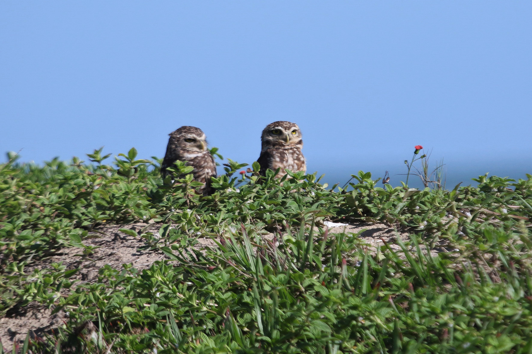 Burrowing Owl (image by Fito Downs)