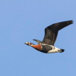 Red-breasted Goose (image by János Oláh)