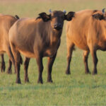 African Buffalo ssp nanus (image by Mark Van Beirs)
