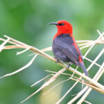 Cardinal Myzomela of the nigriventris race, Samoa (image by János Oláh)