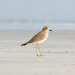 Caspian Plover (image by Garry Taylor)