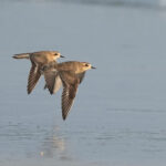 Caspian Plovers (image by Garry Taylor)