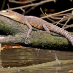 Central African Slender-snouted Crocodile (image by Phillip Edwards)