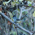 Chapman's Antshrike (image by Leonardo Garrigues)