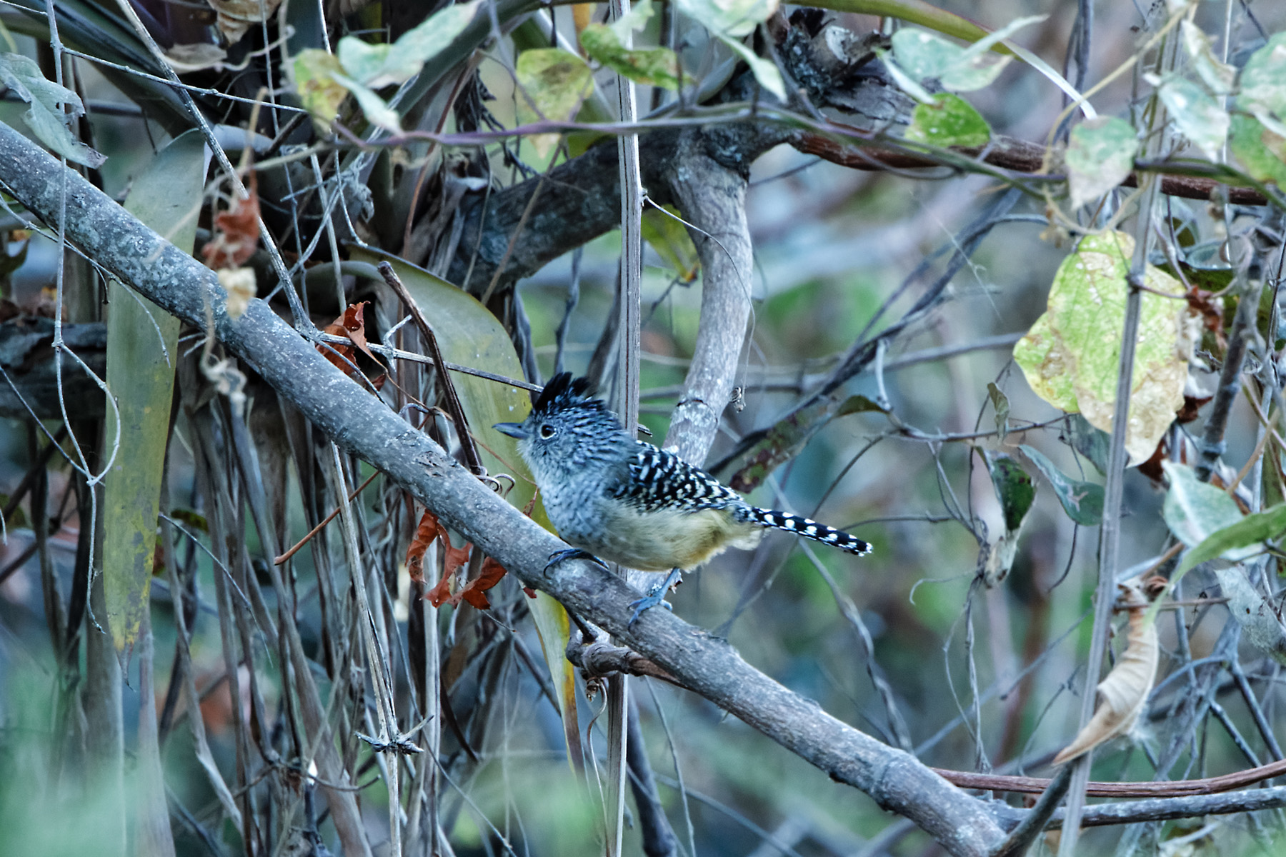 Chapman's Antshrike (image by Leonardo Garrigues)