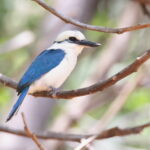 Chattering Kingfisher, Atiu, Cook Islands (image by János Oláh)