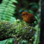 Chestnut Antpitta (image by Leonardo Garrigues)