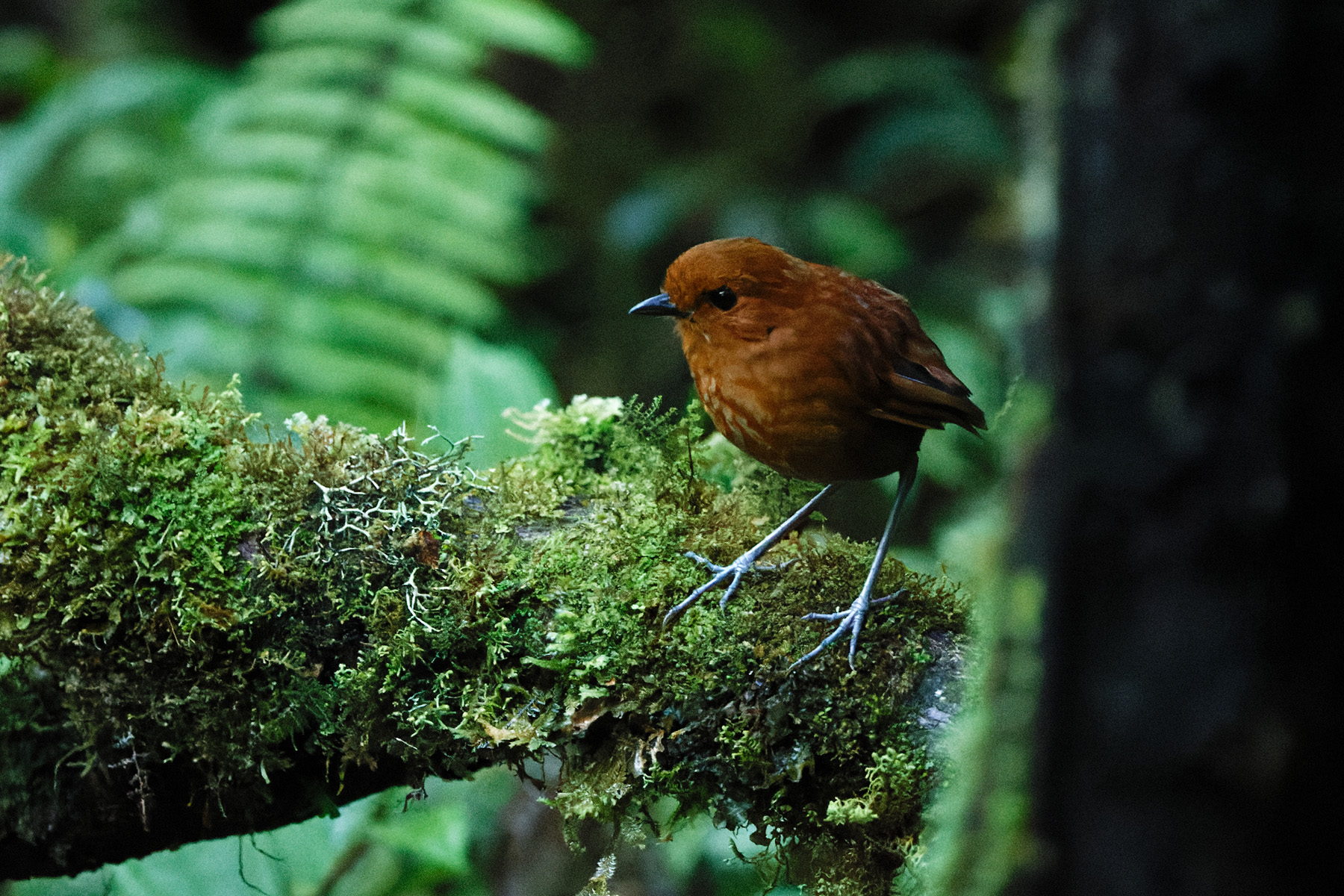 Chestnut Antpitta (image by Leonardo Garrigues)