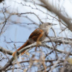 Chestnut-backed Thornbird (image by Leonardo Garrigues)