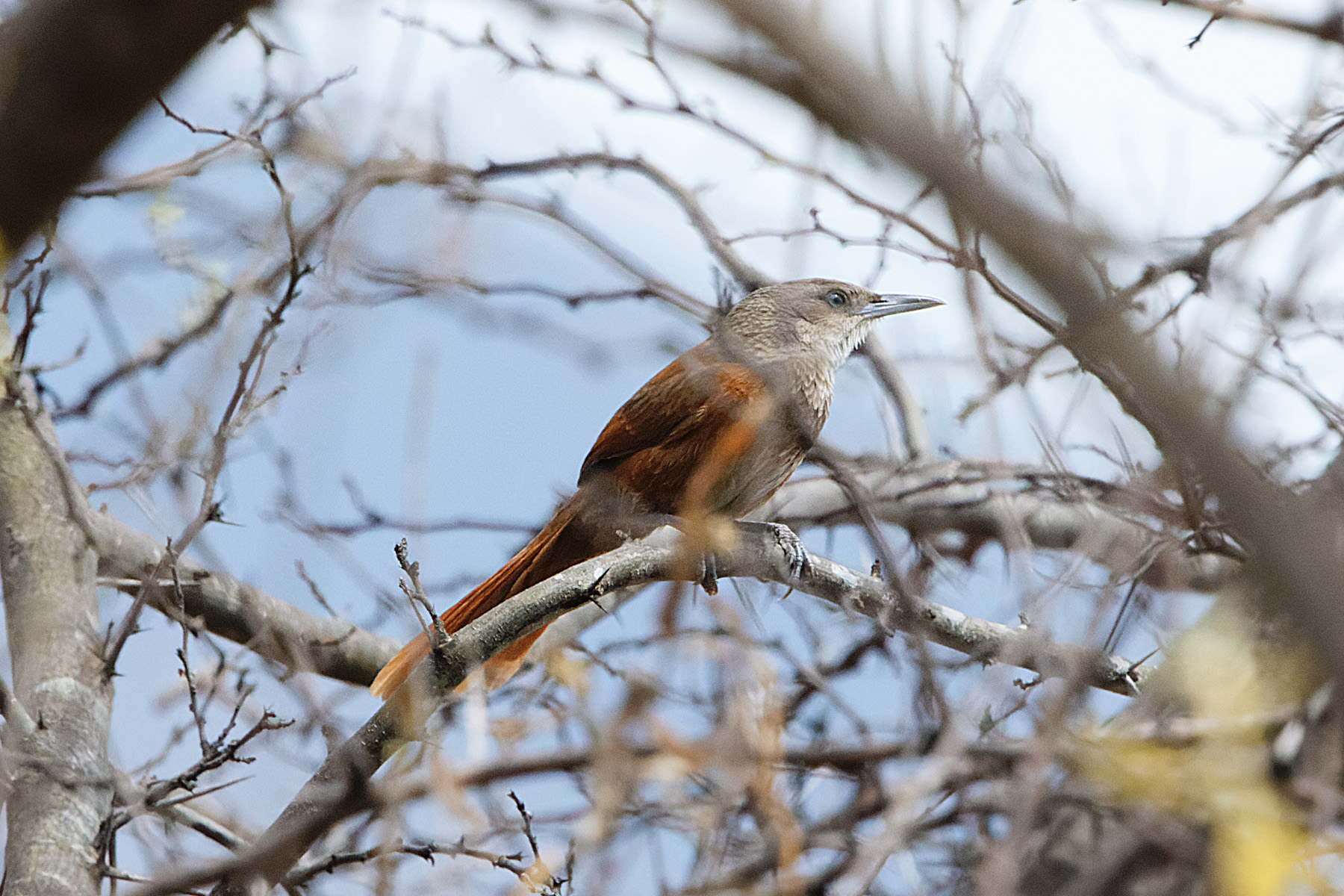 Chestnut-backed Thornbird (image by Leonardo Garrigues)