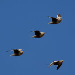 Chestnut-bellied Sandgrouse (image by Garry Taylor)