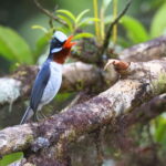 Chestnut-throated Flycatcher, Viti Levu (image by János Oláh)