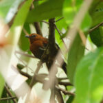 Chestnut-throated Spinetail (image by Leonardo Garrigues)