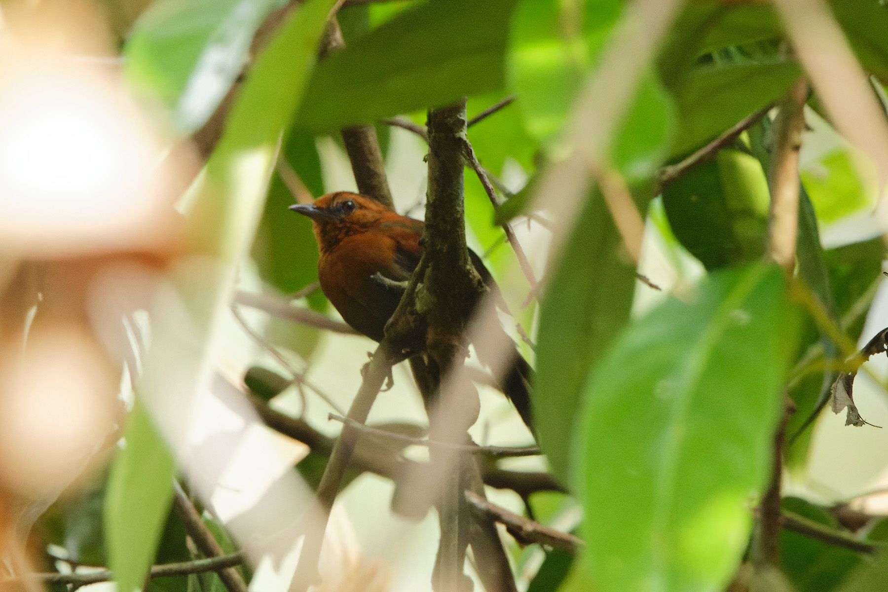 Chestnut-throated Spinetail (image by Leonardo Garrigues)