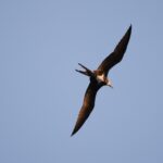 Christmas Frigatebird (image by Hannu Jännes)