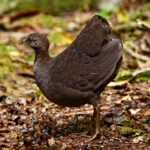 Cinereous Tinamou (image by Leonardo Garrigues)