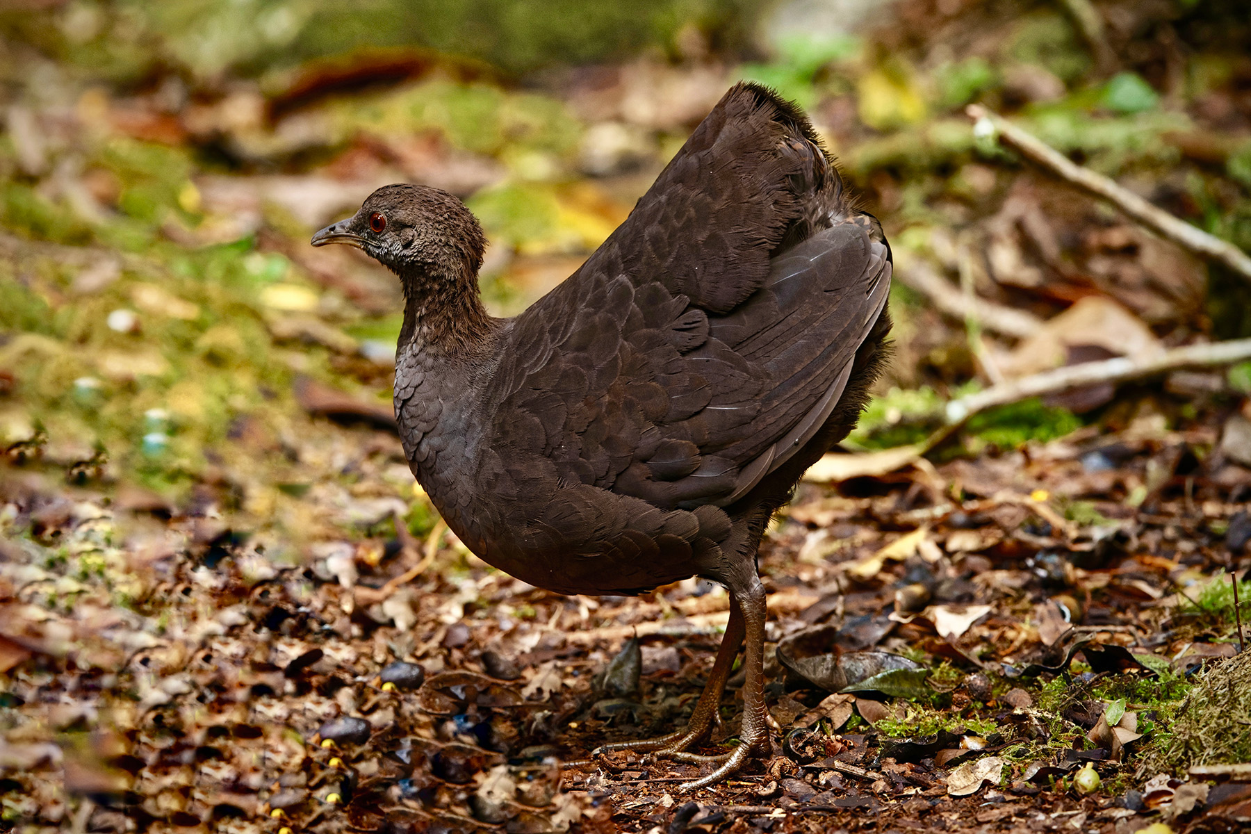 Cinereous Tinamou (image by Leonardo Garrigues)