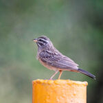 Cinnamon-breasted Bunting (image by Garry Taylor)