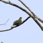 female Cinnamon-headed Green Pigeon (image by Yeo Siew Teck)