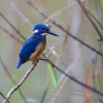 Cobalt-eared (Common) Kingfisher (image by Craig Robson)