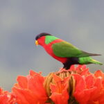 Collared Lory, Viti Levu (image by János Oláh)