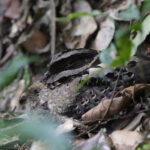 Collared Nightjar (image by Trevor Ellery)