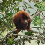 Colombian Red Howler (image by Leonardo Garrigues)