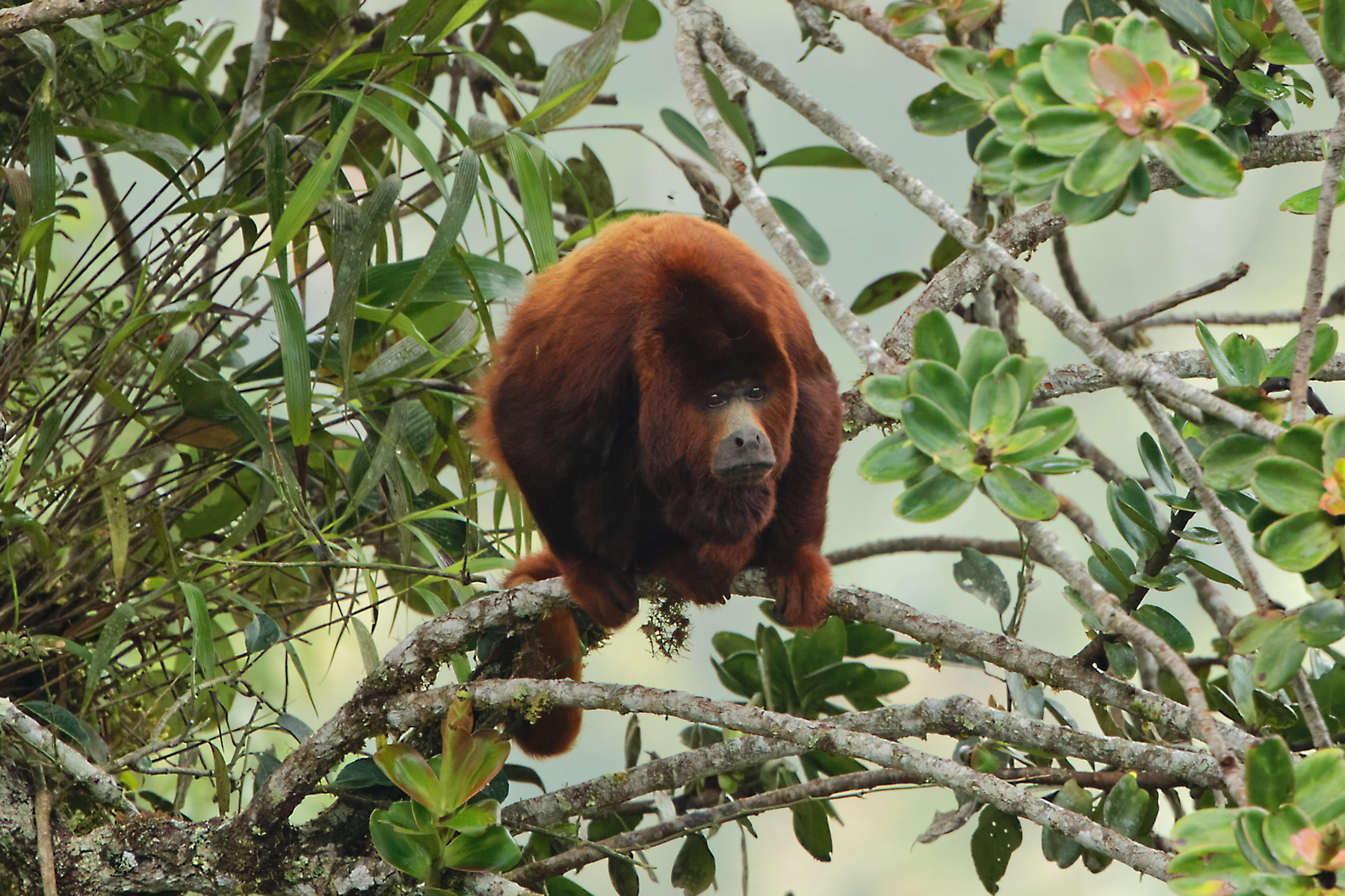 Colombian Red Howler (image by Leonardo Garrigues)
