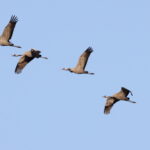 Common Cranes (image by János Oláh)