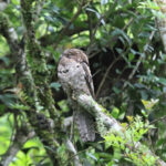 Common Potoo (image by Fito Downs)