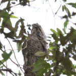 juvenile Common Potoo (image by Fito Downs)