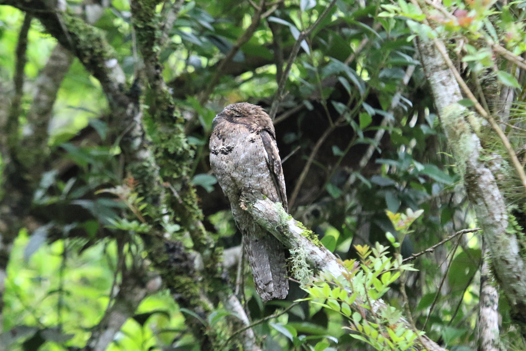 Common Potoo (image by Fito Downs)