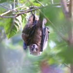 Common Samoan Flying Fox, Viti Levu (image by János Oláh)