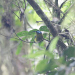 Common Sunbird-Asity (image by Trevor Ellery)