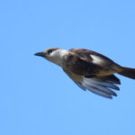 Congo Moor Chat (image by Carl Winstead)