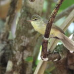 Cook Reed Warbler, Mangaia (image by János Oláh)