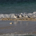 Crab-plovers (image by Trevor Ellery)