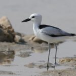 Crab-plover (image by Hannu Jännes)