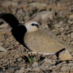 Cream-coloured Courser (image by Hannu Jännes)