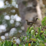 Cream-eyed Bulbul (image by Yeo Siew Teck)